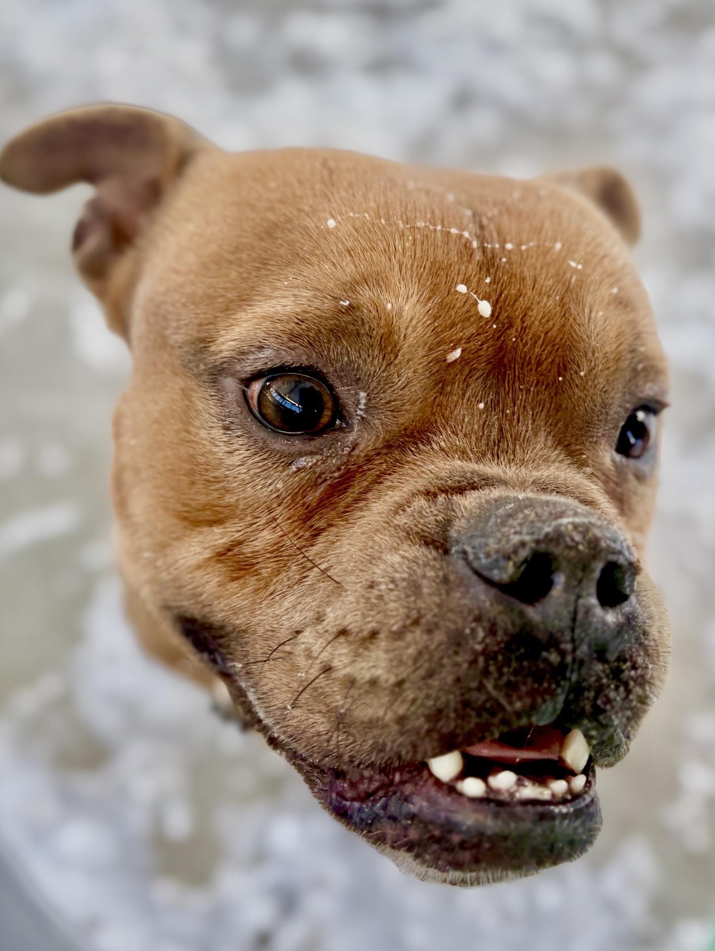 Enlarge Alfie, a Adoptable mixed breed in Oxford, MI image 4/4