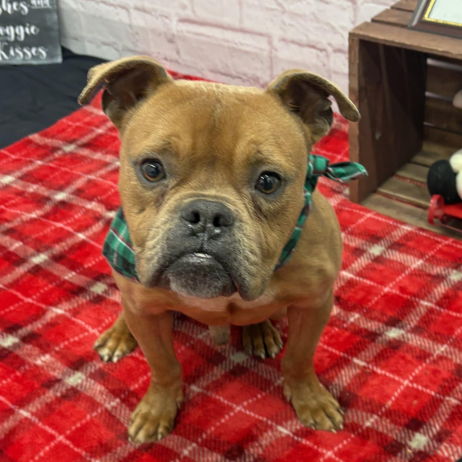 Enlarge Alfie, a Adoptable mixed breed in Oxford, MI image 2/4