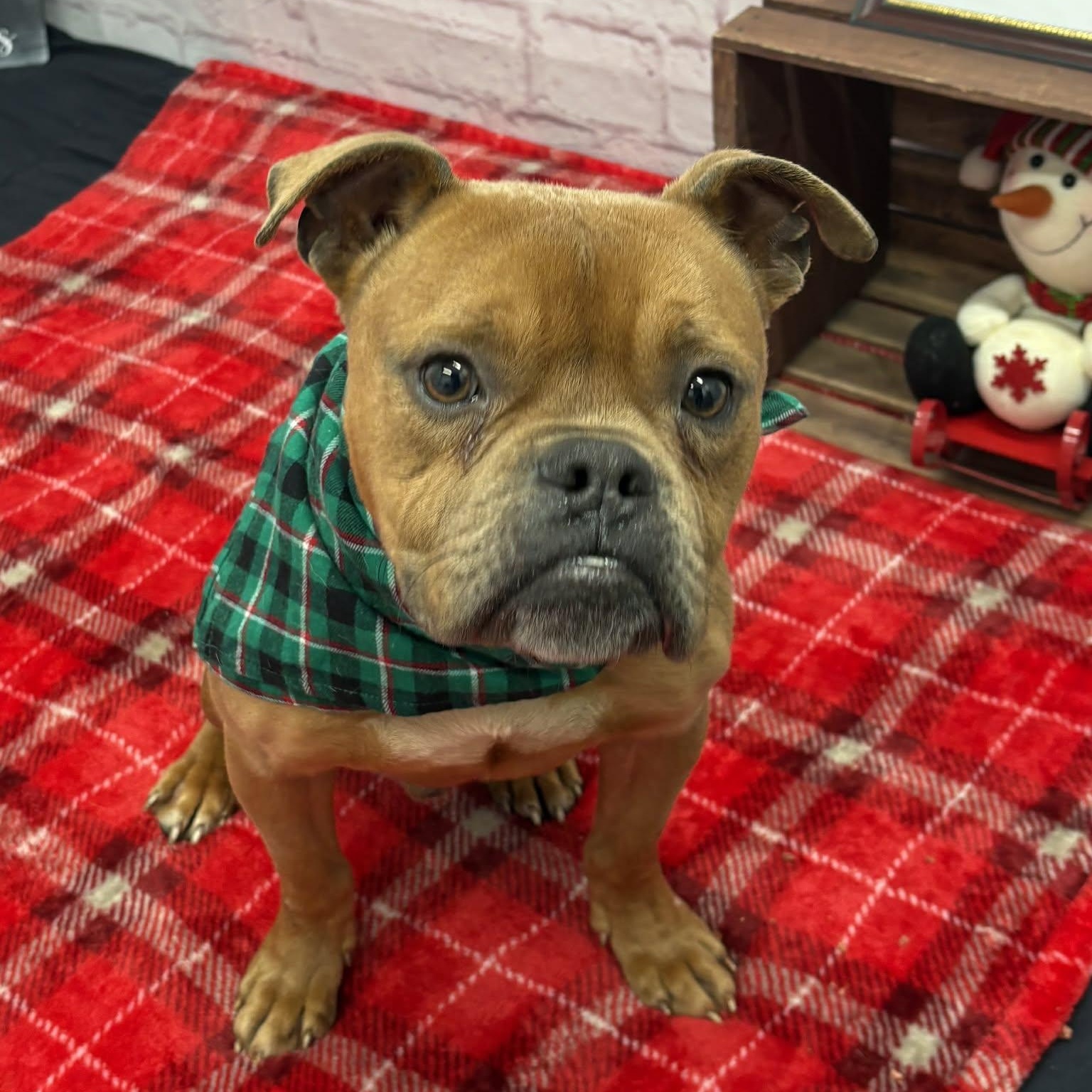 Enlarge Alfie, a Adoptable mixed breed in Oxford, MI image 1/4