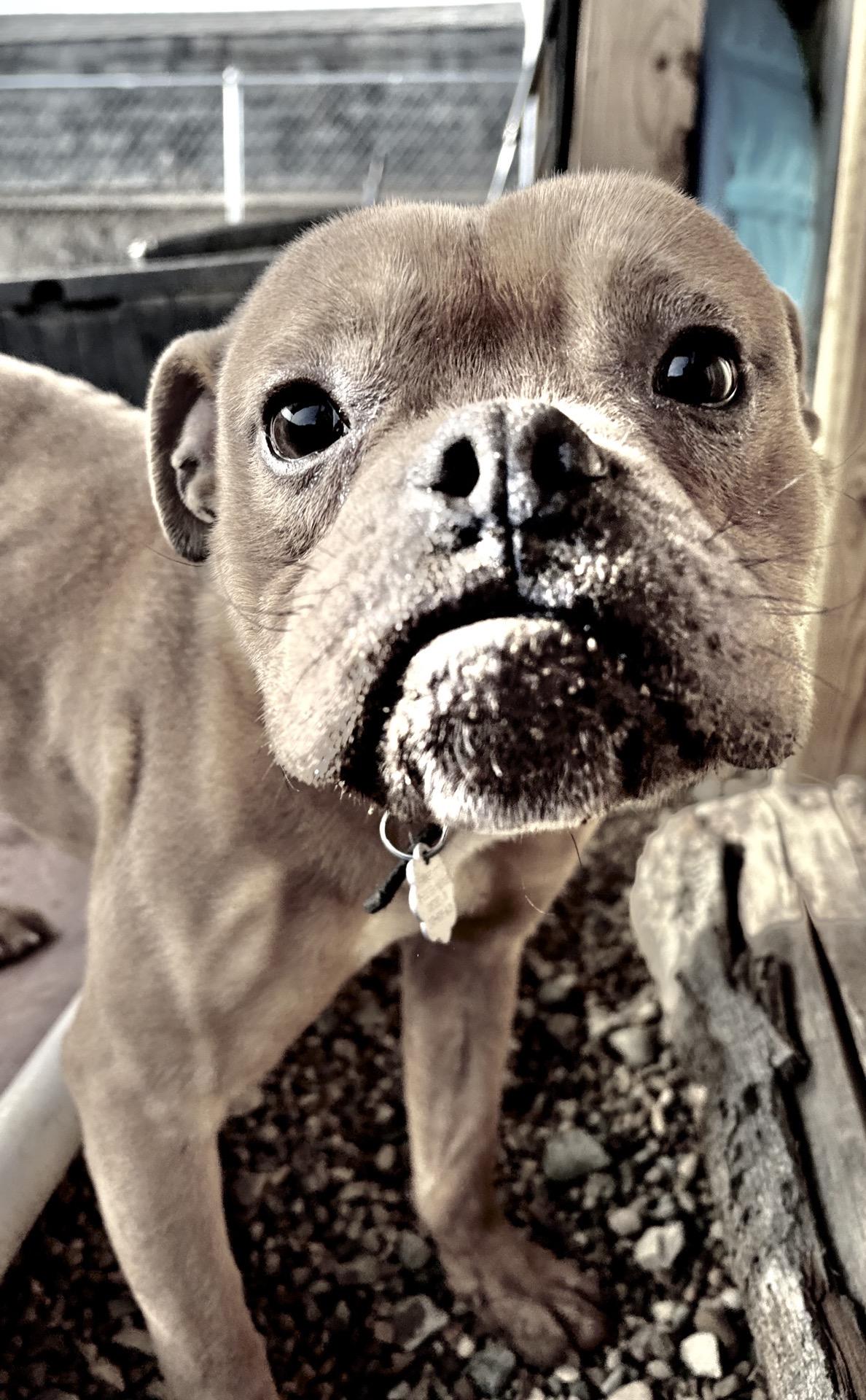 Enlarge Alfie, a other mixed breed in Oxford, MI image 5/6