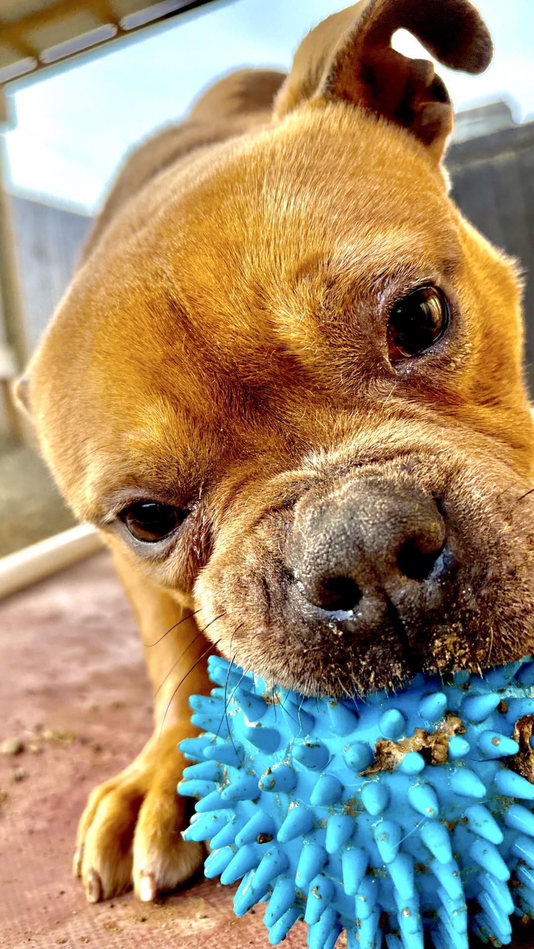 Enlarge Alfie, a other mixed breed in Oxford, MI image 6/6