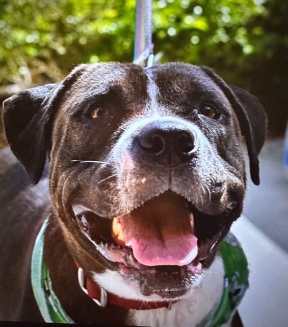 Cleo, Adoptable, Adult Female Mixed Breed.