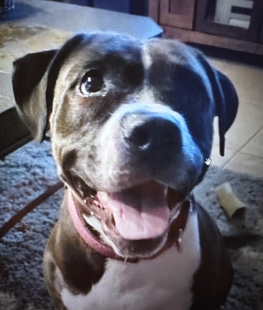 Cleo, a Adoptable Mixed Breed in LEHIGH ACRES, FL image 3/6