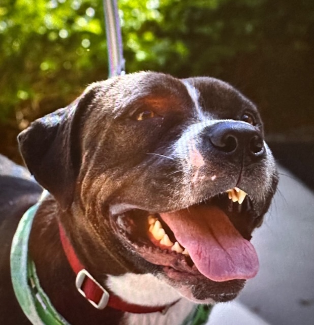 Cleo, a Adoptable Mixed Breed in LEHIGH ACRES, FL image 4/6