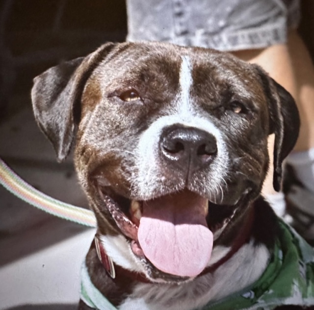 Cleo, a Adoptable Mixed Breed in LEHIGH ACRES, FL image 5/6