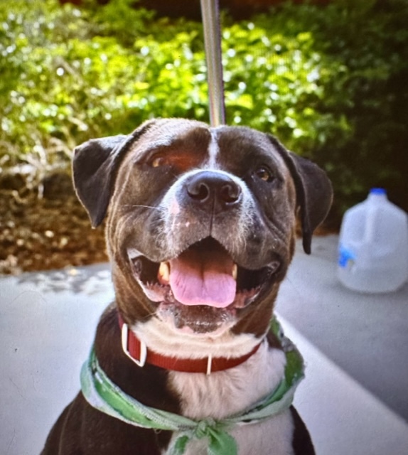 Cleo, a Adoptable Mixed Breed in LEHIGH ACRES, FL image 6/6