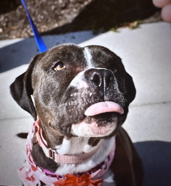 Cleo, a Adoptable Mixed Breed in LEHIGH ACRES, FL image 2/6