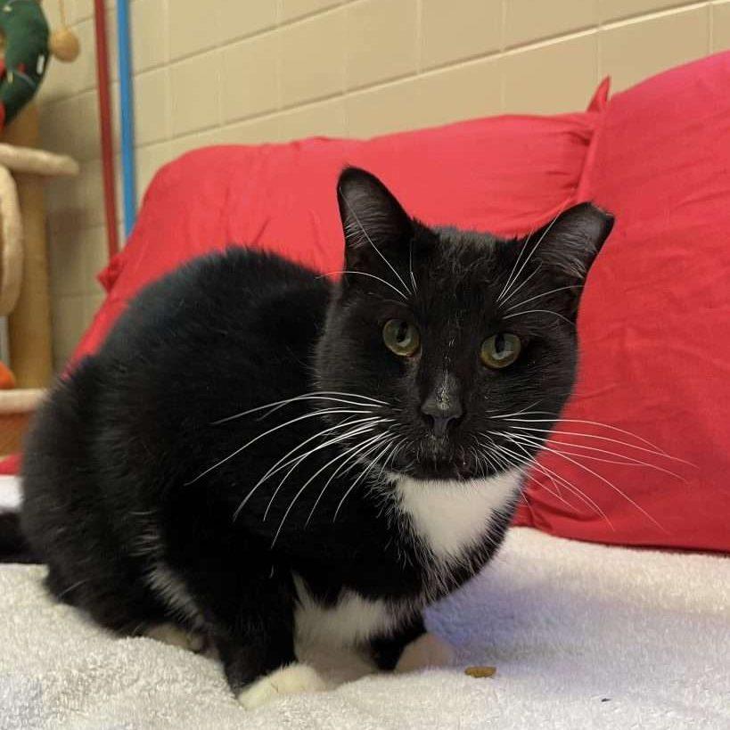 Ember *Sponsored Adoption Fee*, Young Female Domestic Short Hair