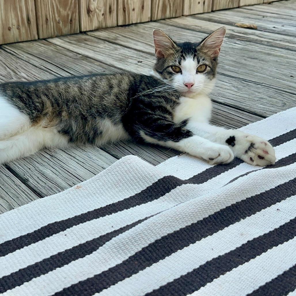 Enlarge Fluffy, a Adoptable Domestic Short Hair in Katy, TX image 1/1