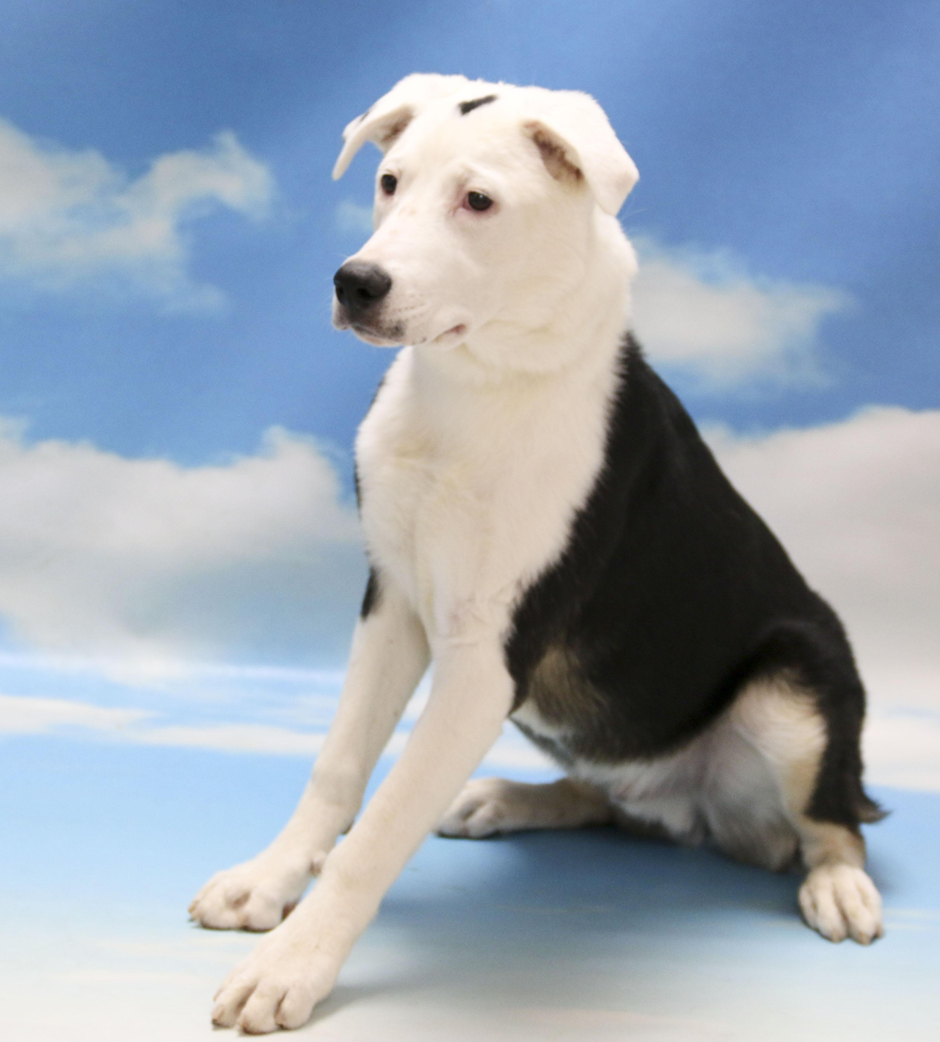 Enlarge Skeeder, a Adoptable Mixed Breed in Casa Grande, AZ image 3/5