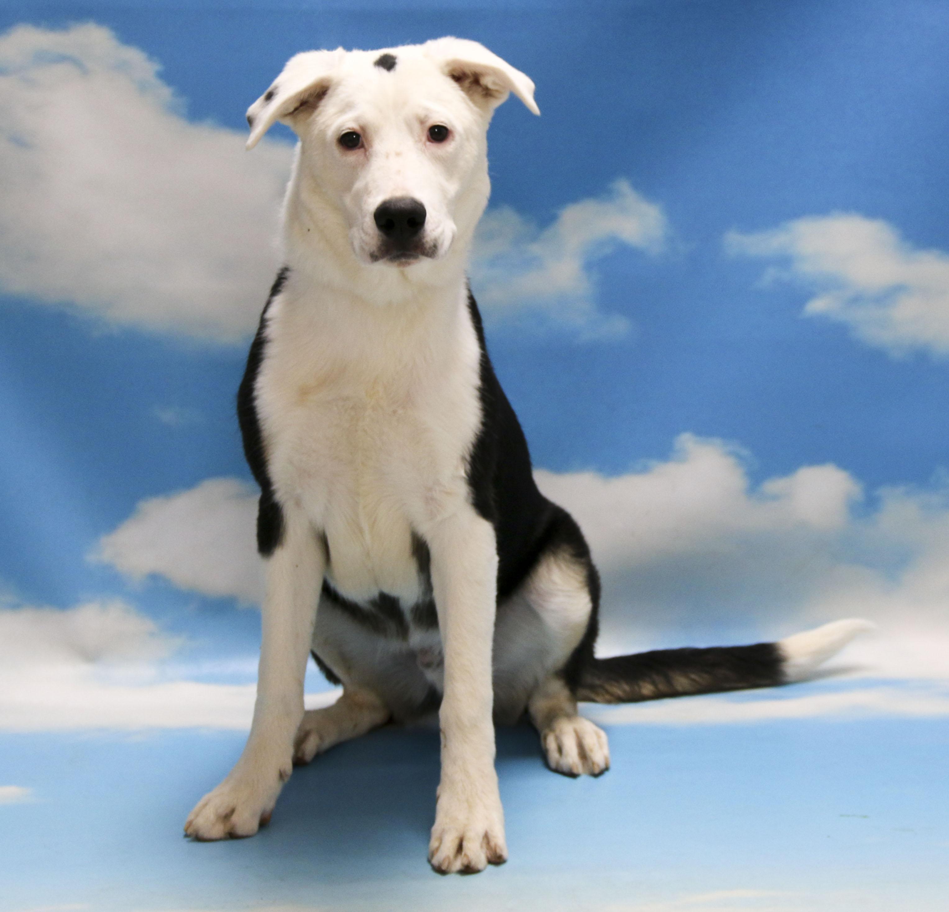 Enlarge Skeeder, a Adoptable Mixed Breed in Casa Grande, AZ image 4/5