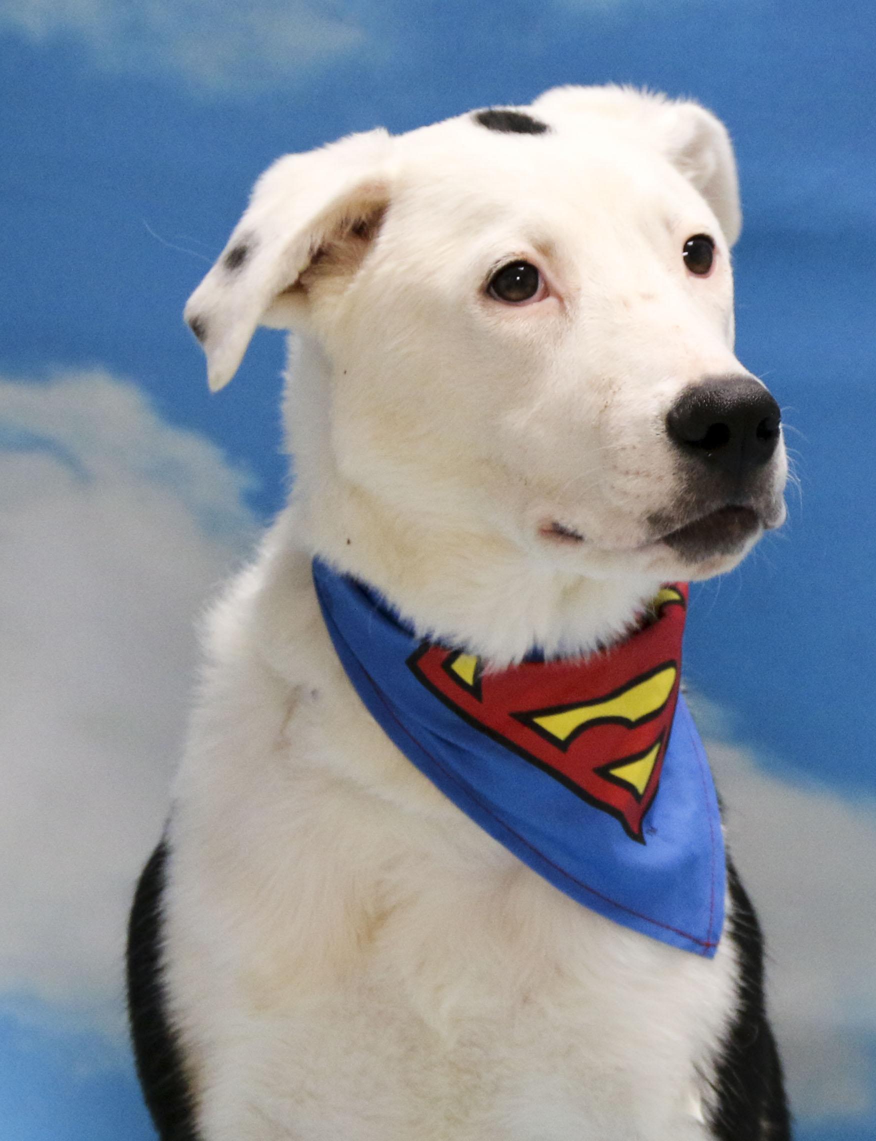 Enlarge Skeeder, a Adoptable Mixed Breed in Casa Grande, AZ image 5/5
