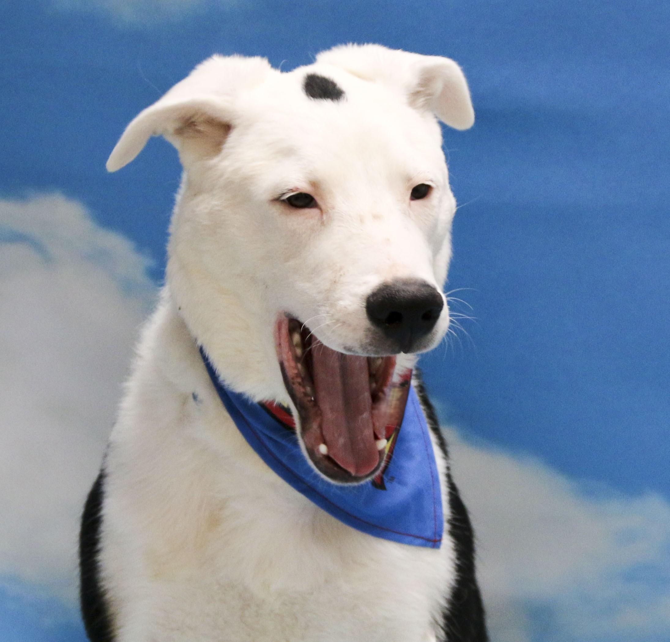 Enlarge Skeeder, a Adoptable Mixed Breed in Casa Grande, AZ image 1/5