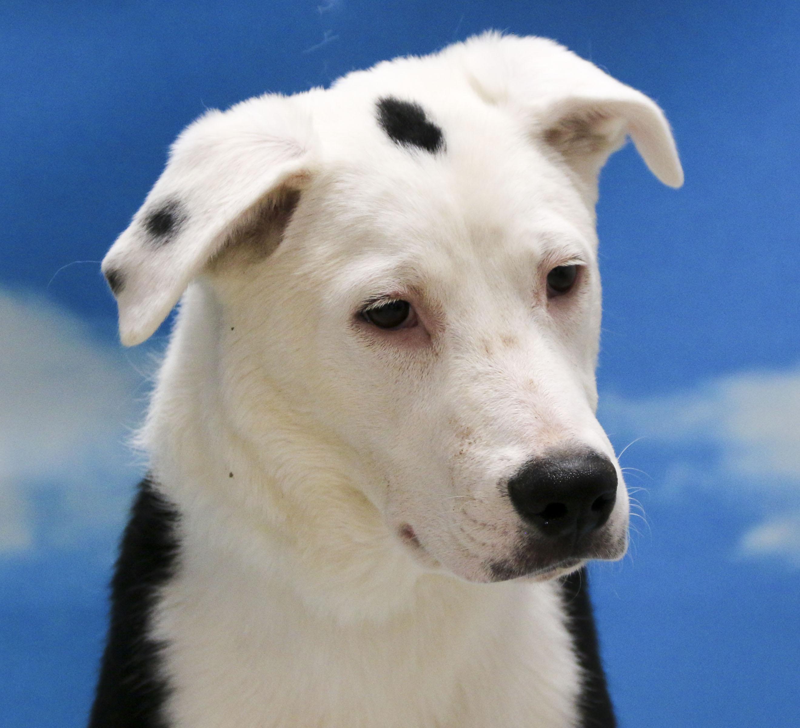 Enlarge Skeeder, a Adoptable Mixed Breed in Casa Grande, AZ image 2/5