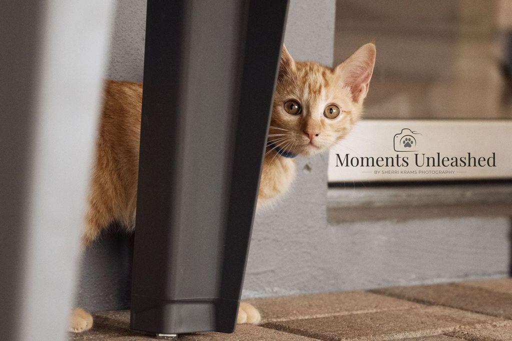 Comment, ADOPTABLE, Kitten Male Domestic Short Hair.