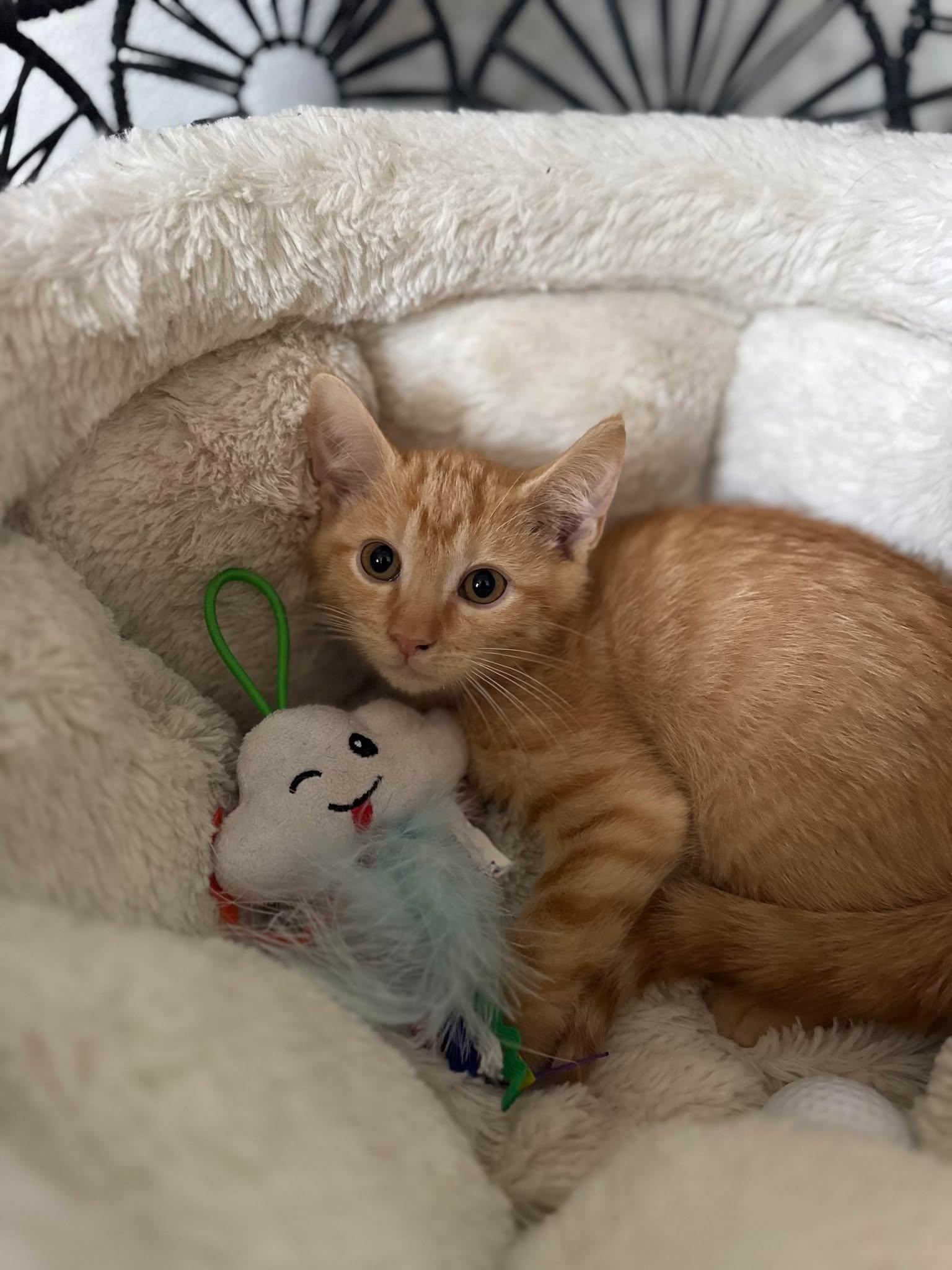 Comment, ADOPTABLE, Kitten Male Domestic Short Hair.