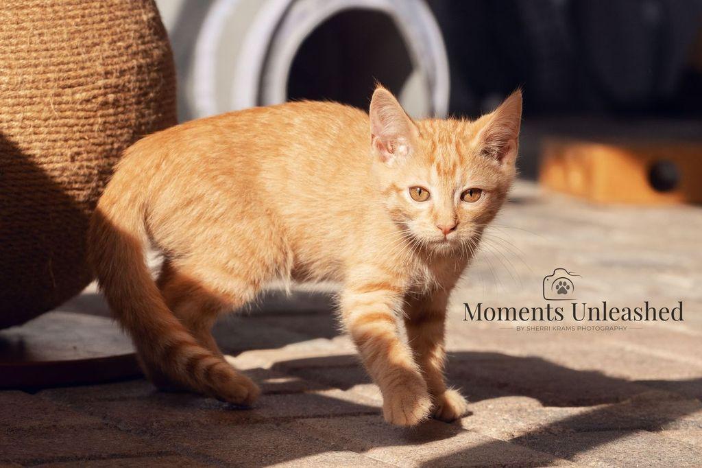 Enlarge Comment, a ADOPTABLE Domestic Short Hair in Myakka City, FL image 3/3