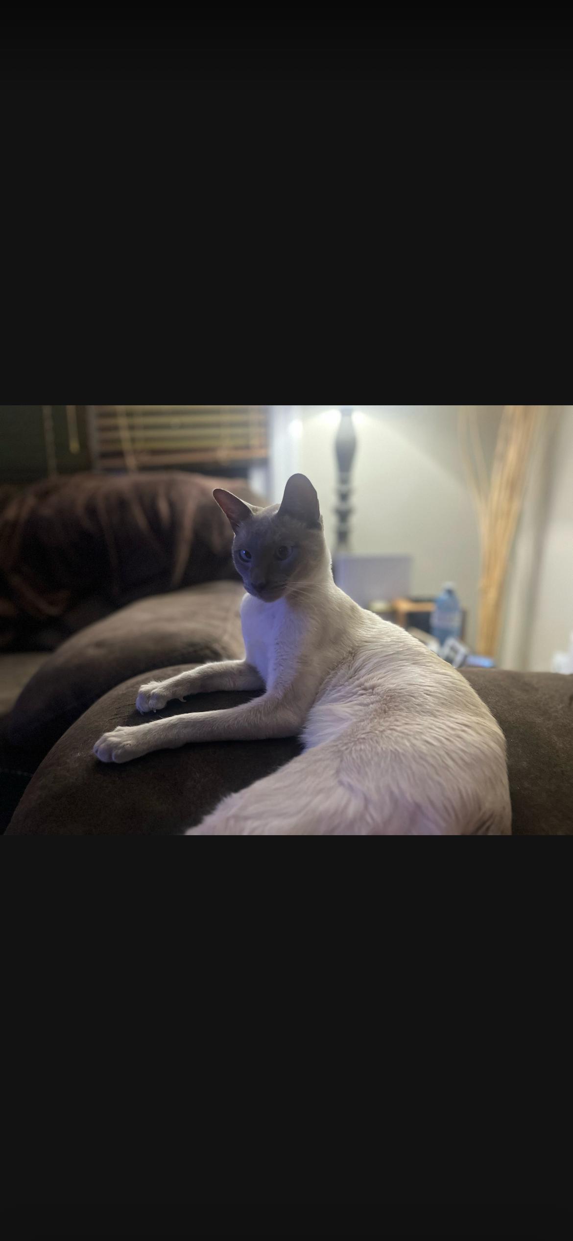 Alwin, a ADOPTABLE Siamese in Acton, ON image 2/3