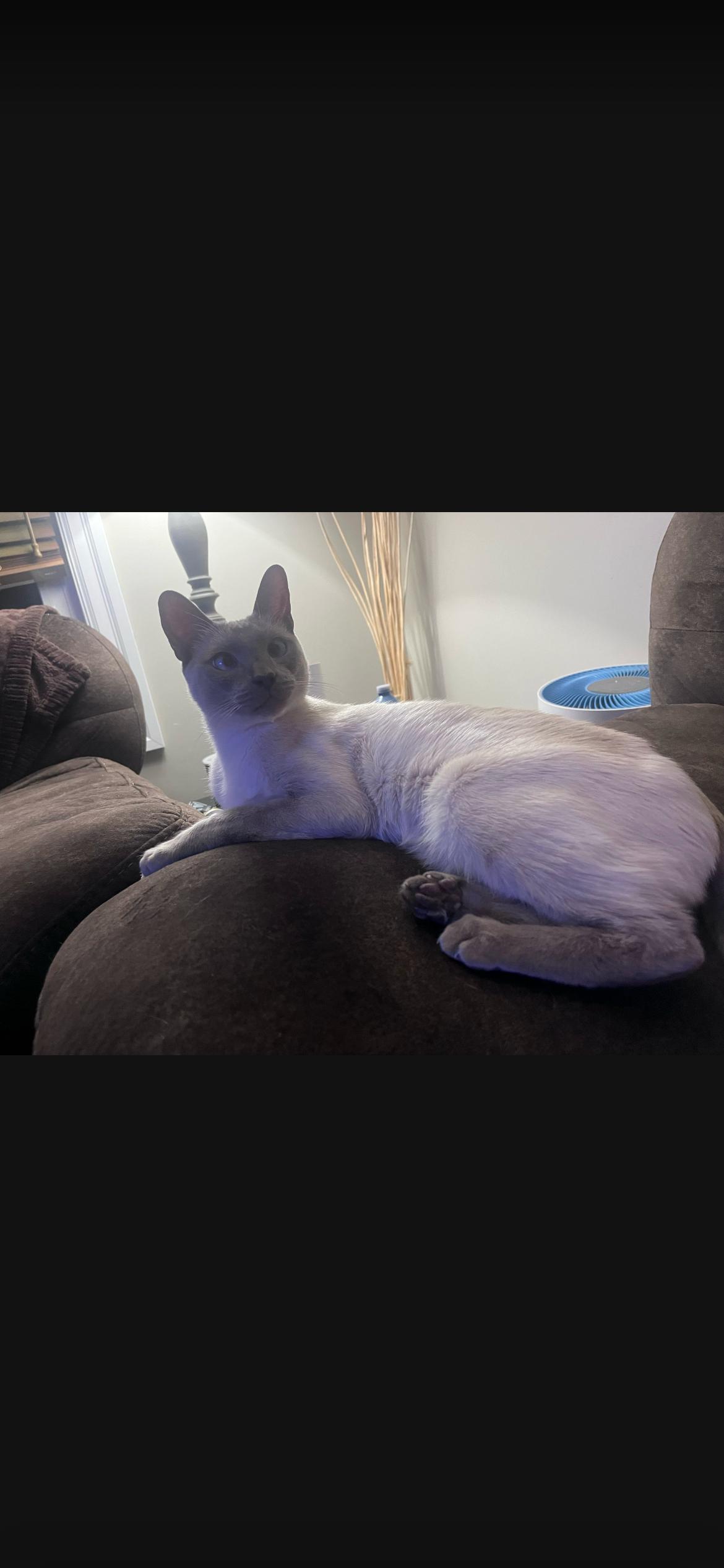 Alwin, a ADOPTABLE Siamese in Acton, ON image 1/3