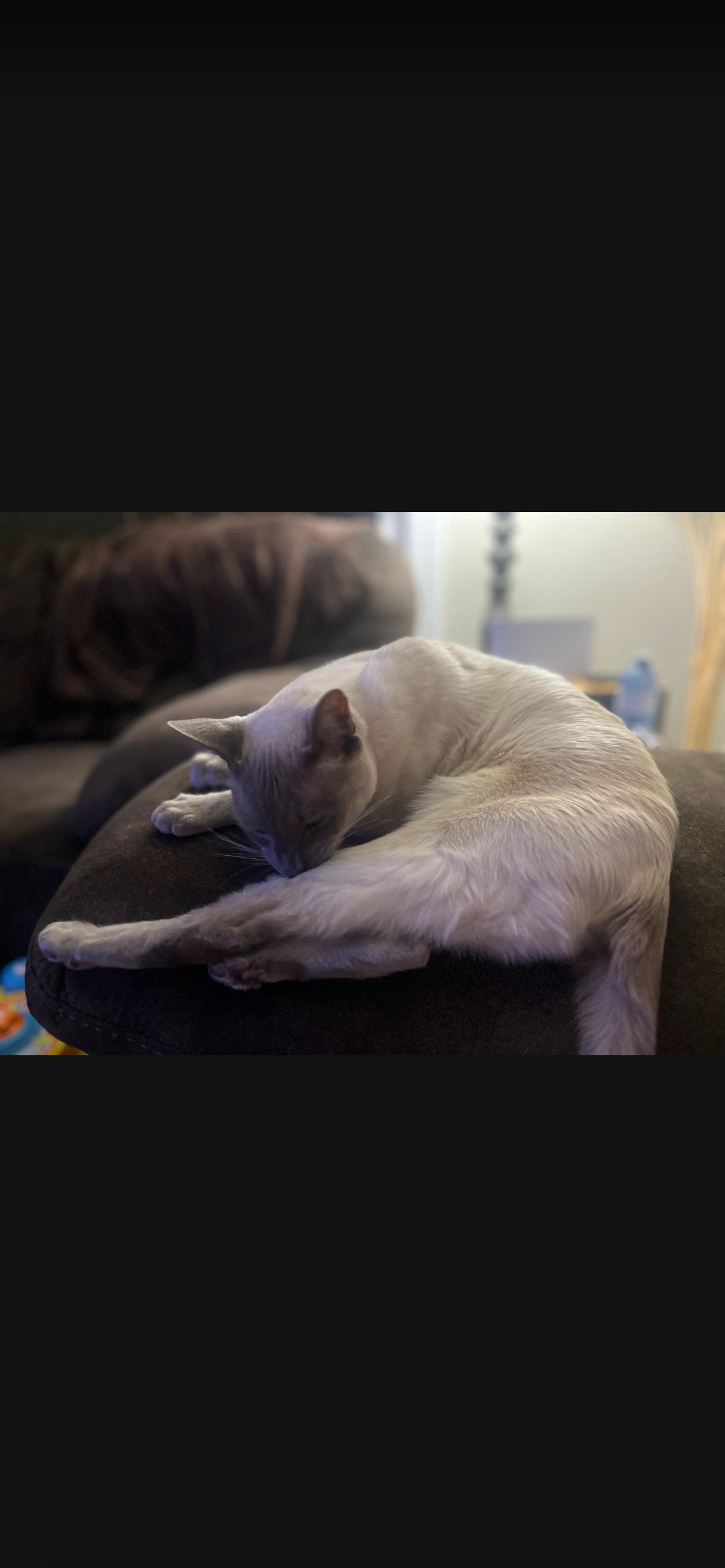 Alwin, a ADOPTABLE Siamese in Acton, ON image 3/3
