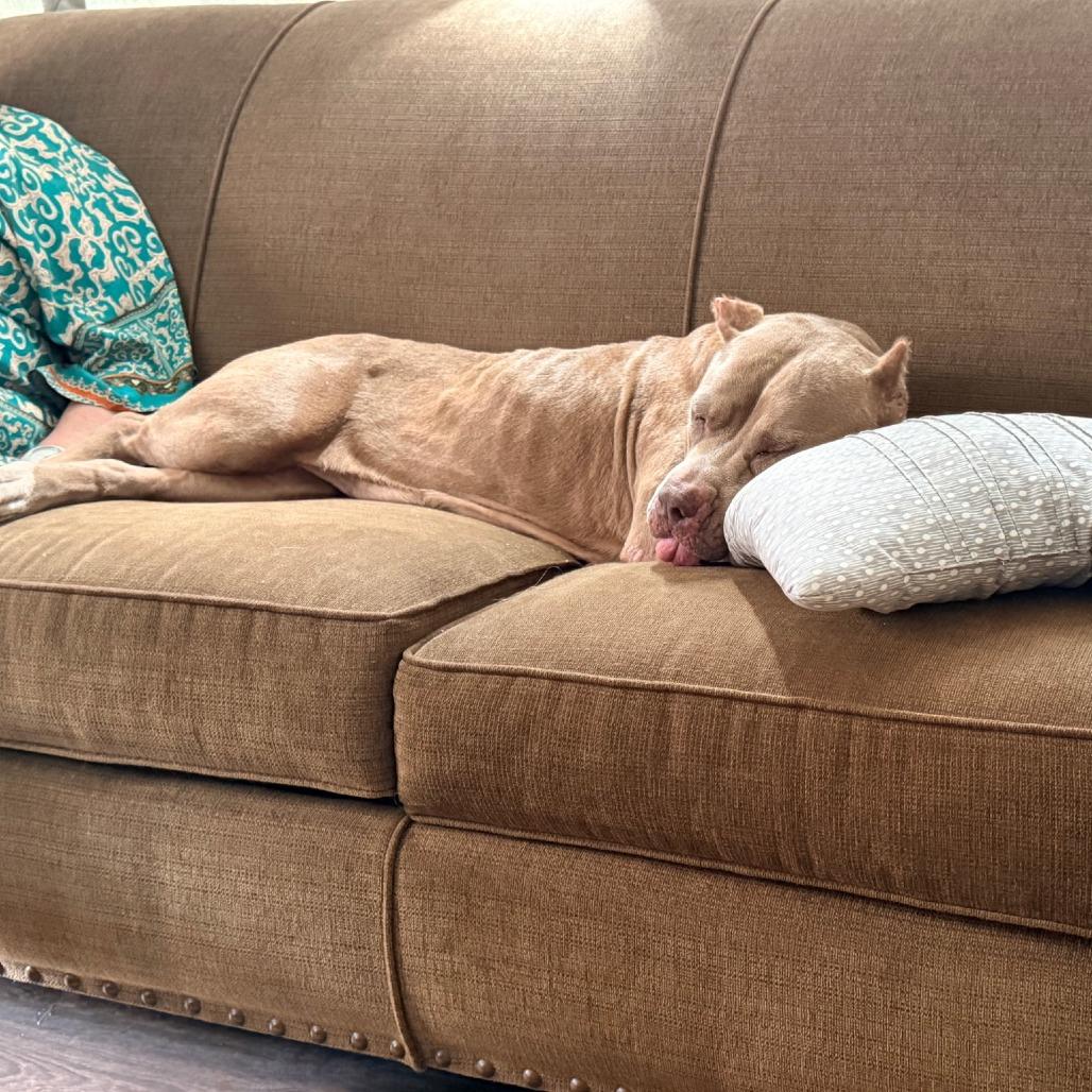 Zina, Adoptable, Adult Female English Bulldog.