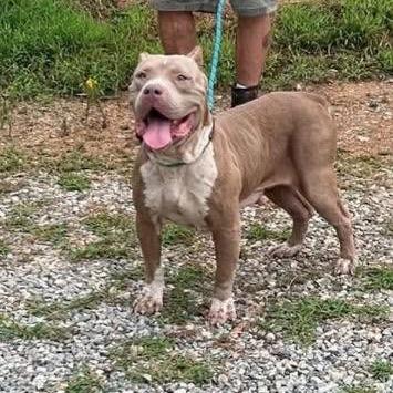 Enlarge Zina, a Adoptable English Bulldog in Newborn, GA image 6/6