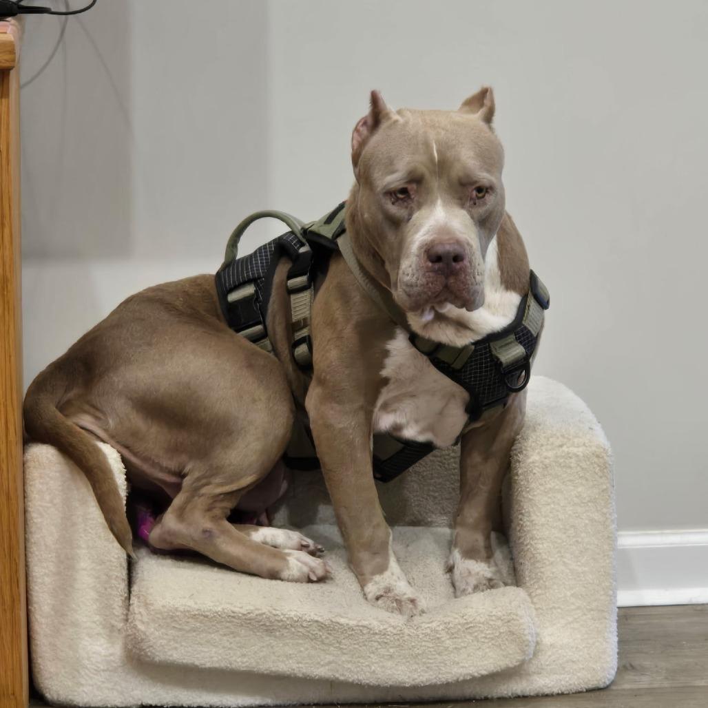 Enlarge Zina, a Adoptable English Bulldog in Newborn, GA image 2/6