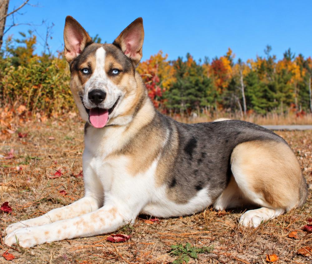 Enlarge Atlas, a Adoptable mixed breed in Cheboygan, MI image 1/6