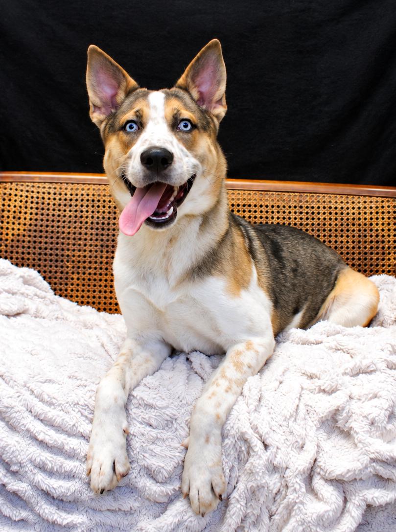 Enlarge Atlas, a Adoptable mixed breed in Cheboygan, MI image 6/6