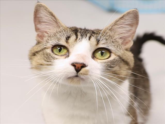 Enlarge A518195, a Adoptable Domestic Short Hair in Wilmington, NC image 1/1