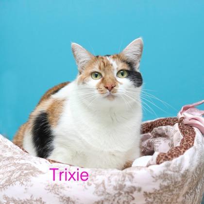 Trixie, Adoptable, Adult Female Domestic Long Hair & Domestic Short Hair.