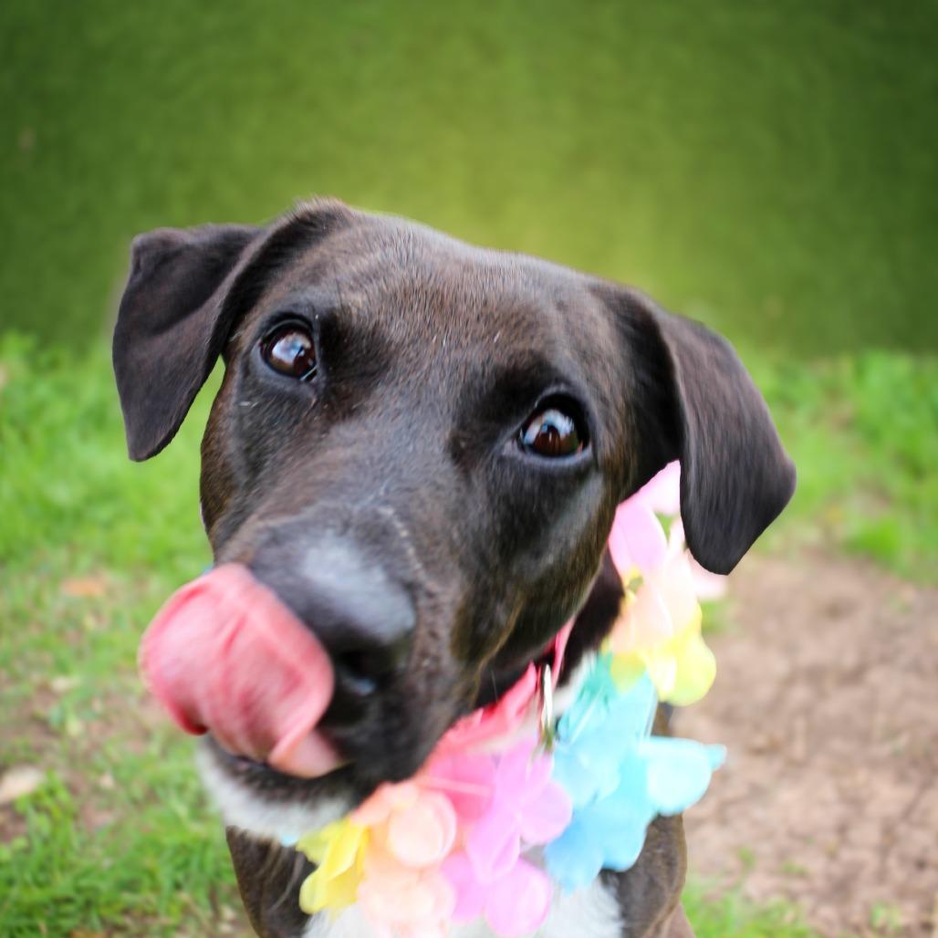 Shipley, a Adoptable Mixed Breed in Lake Jackson, TX image 1/3