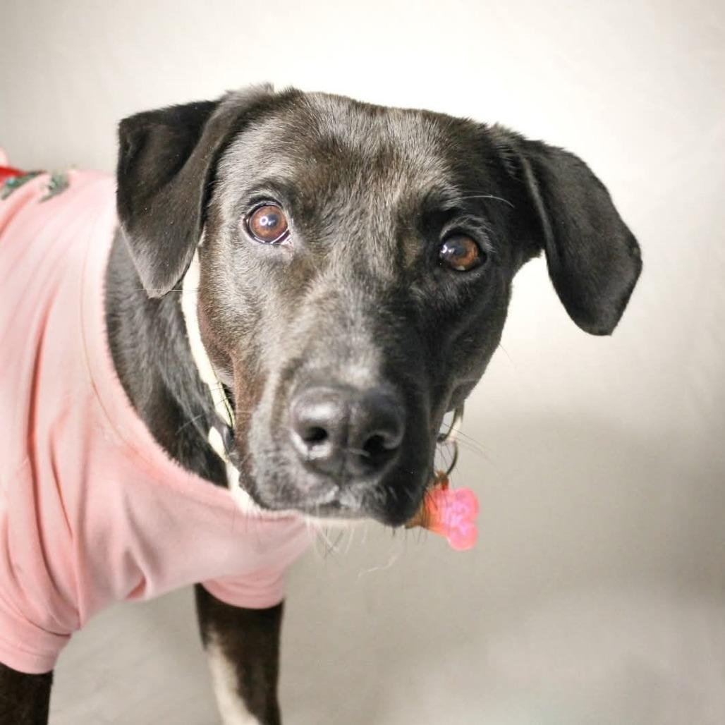 Shipley, a Adoptable Mixed Breed in Lake Jackson, TX image 2/3