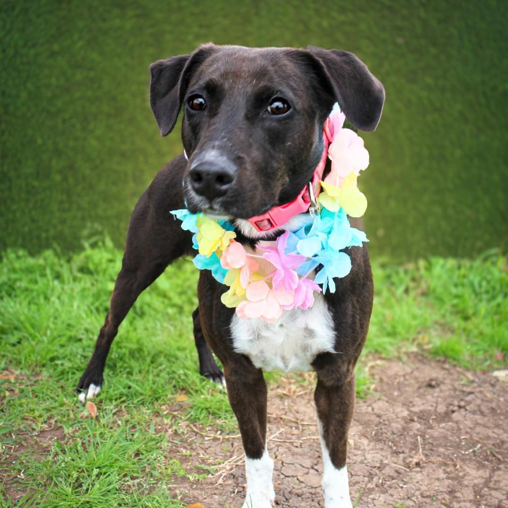 Shipley, a Adoptable Mixed Breed in Lake Jackson, TX image 3/3