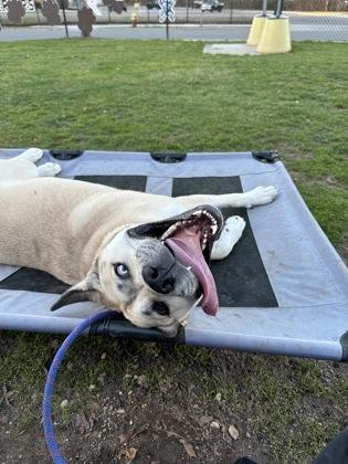 Enlarge Woody, a Adoptable mixed breed in Wantagh, NY image 1/3