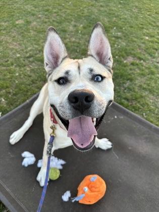 Enlarge Woody, a Adoptable mixed breed in Wantagh, NY image 1/3