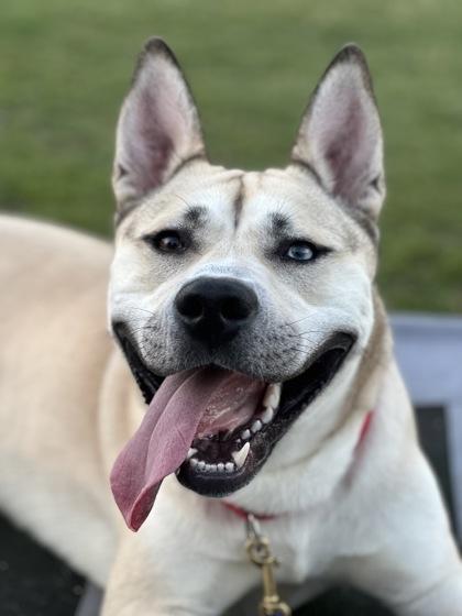 Enlarge Woody, a Adoptable mixed breed in Wantagh, NY image 3/3