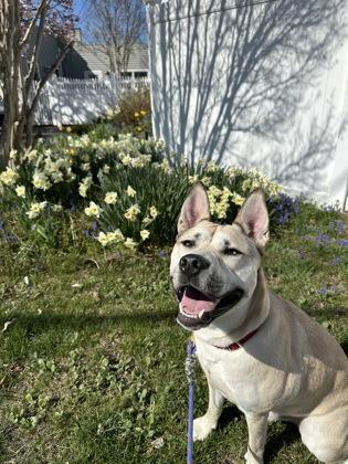 Enlarge Woody, a Adoptable mixed breed in Wantagh, NY image 3/3