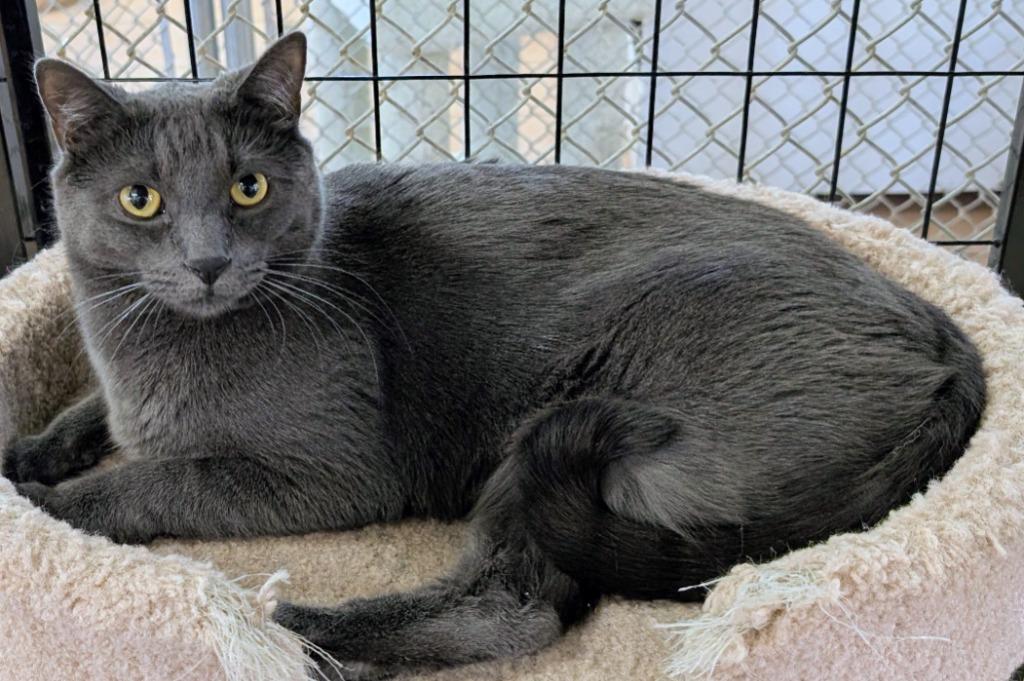 Tungsten, a Adoptable mixed breed in Peoria, AZ image 1/2