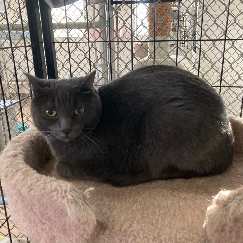 Tungsten, a Adoptable mixed breed in Peoria, AZ image 2/2