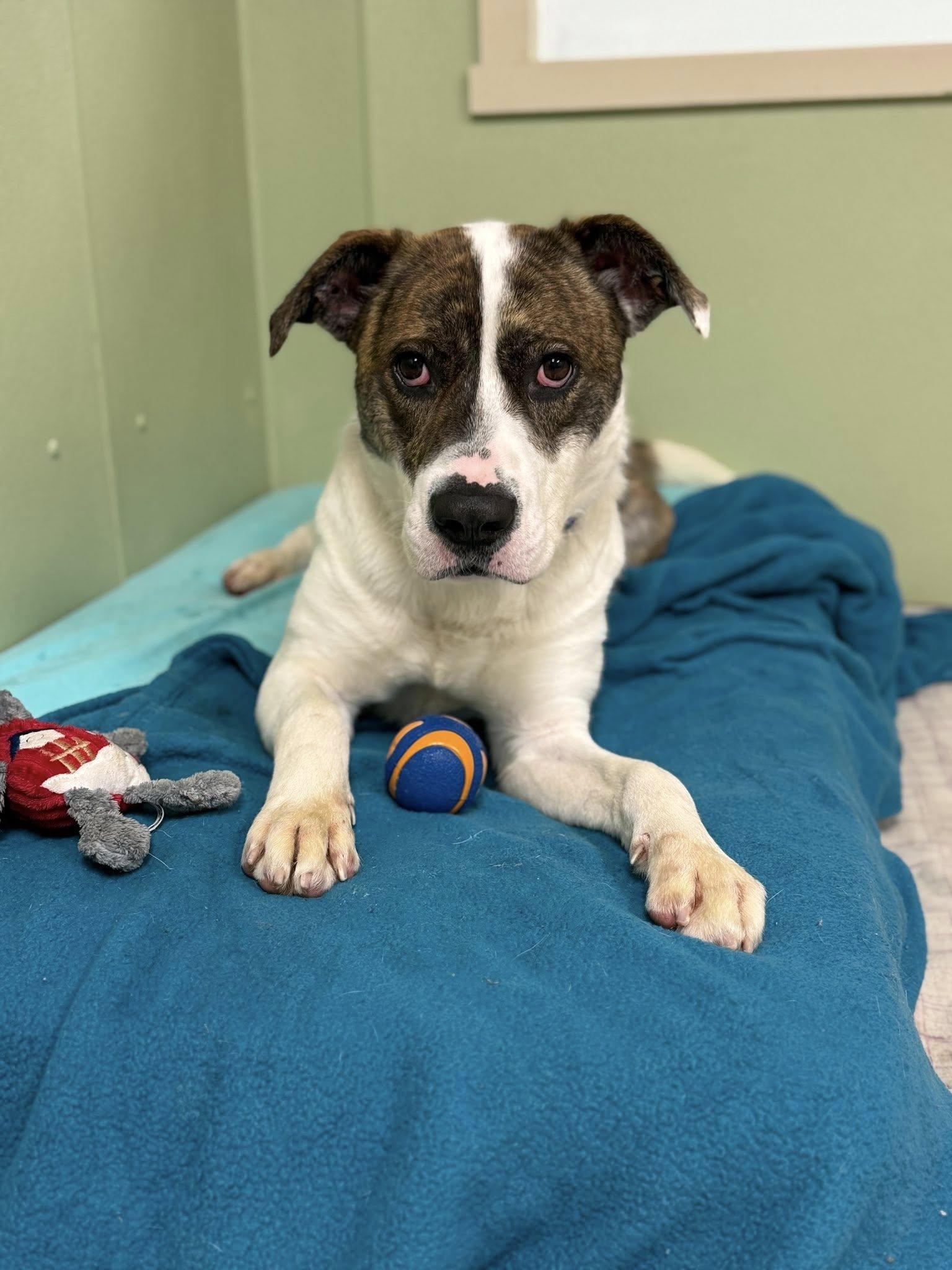 Enlarge Chunk, a ADOPTABLE mixed breed in Huntingdon, PA image 1/3