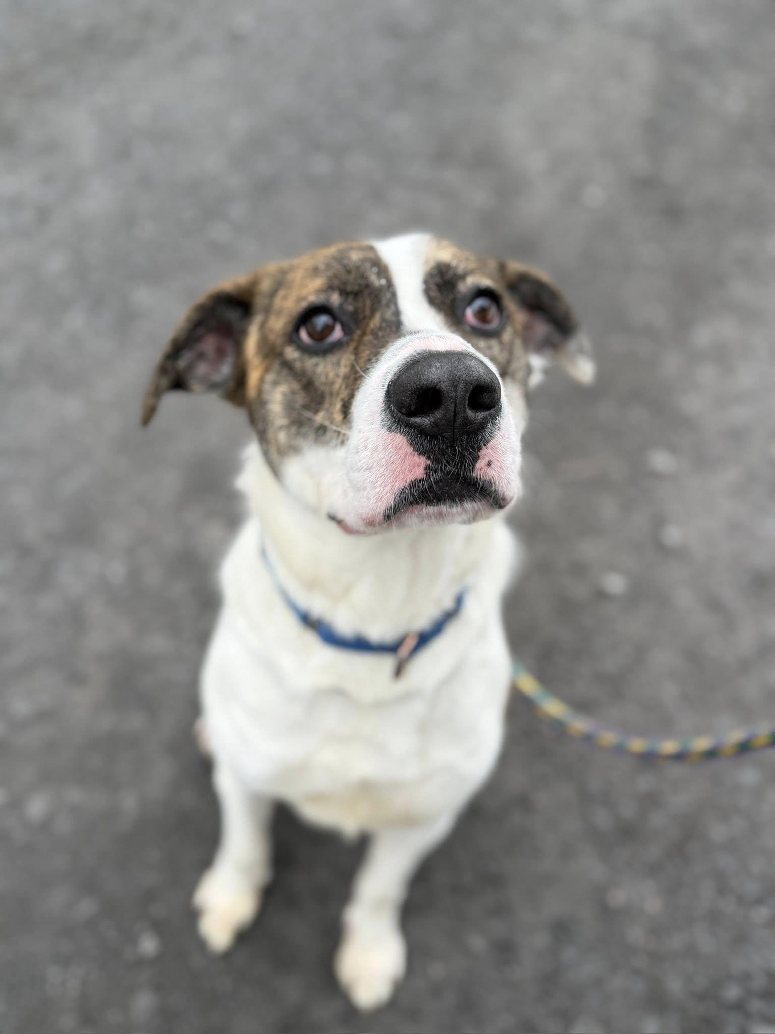 Enlarge Chunk, a ADOPTABLE mixed breed in Huntingdon, PA image 2/3