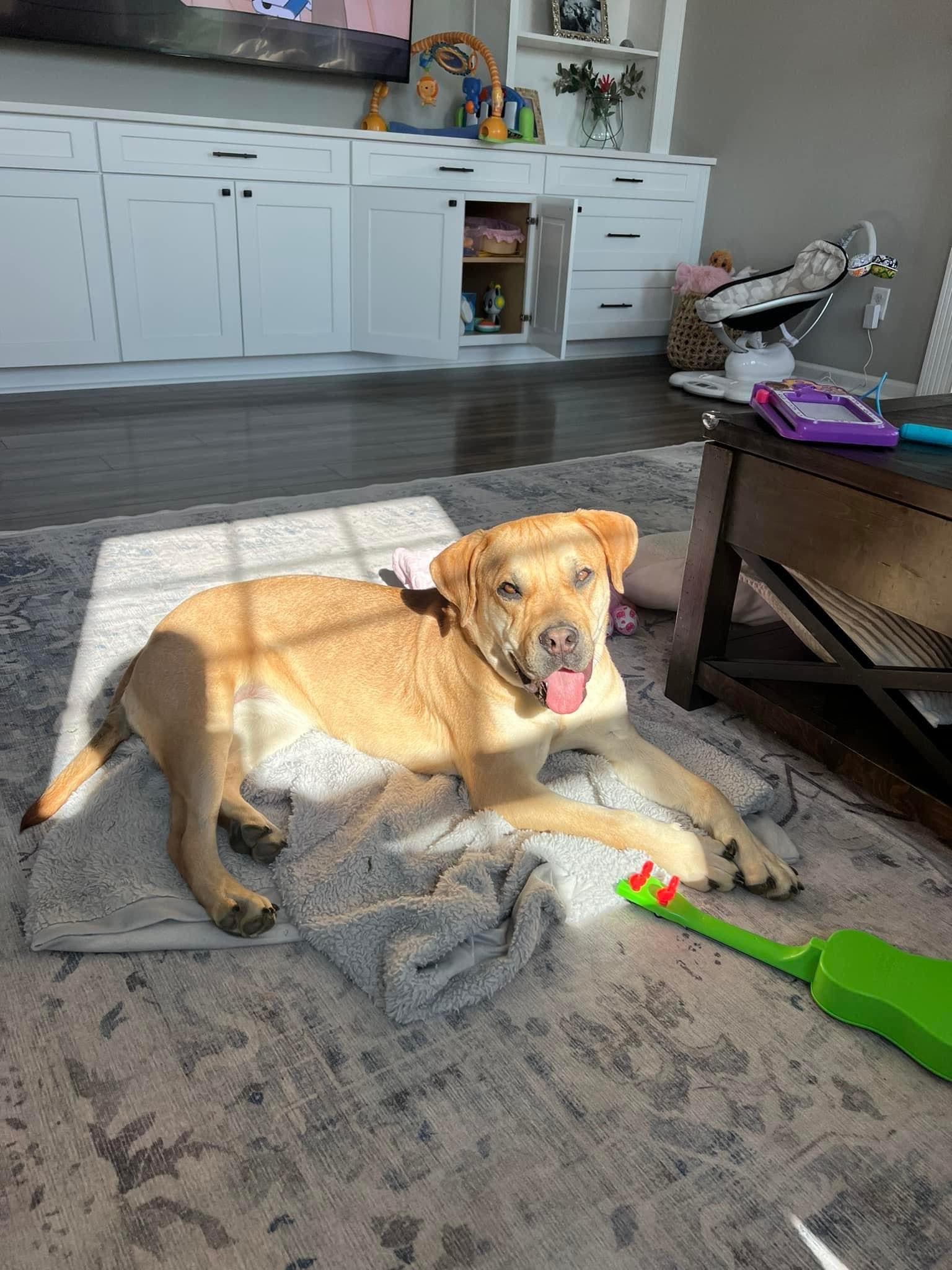 Wanda, a Adoptable Boxer in Indianapolis, IN image 2/6