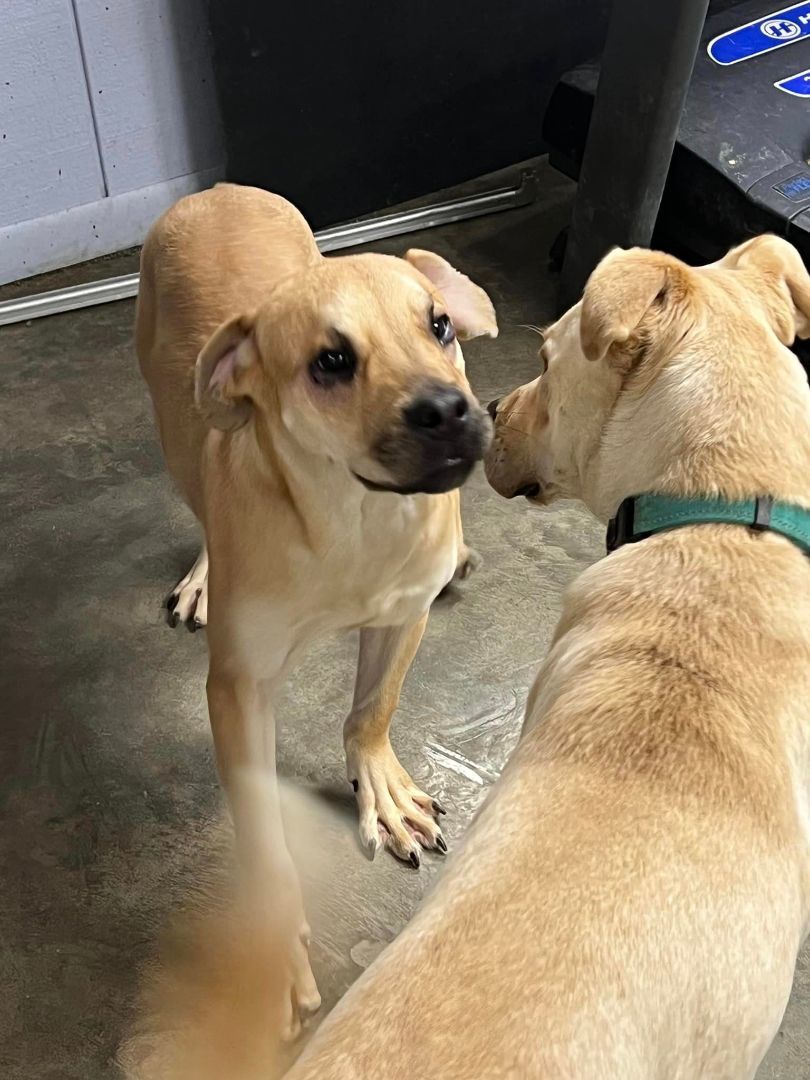 Wanda, a Adoptable Boxer in Indianapolis, IN image 3/6