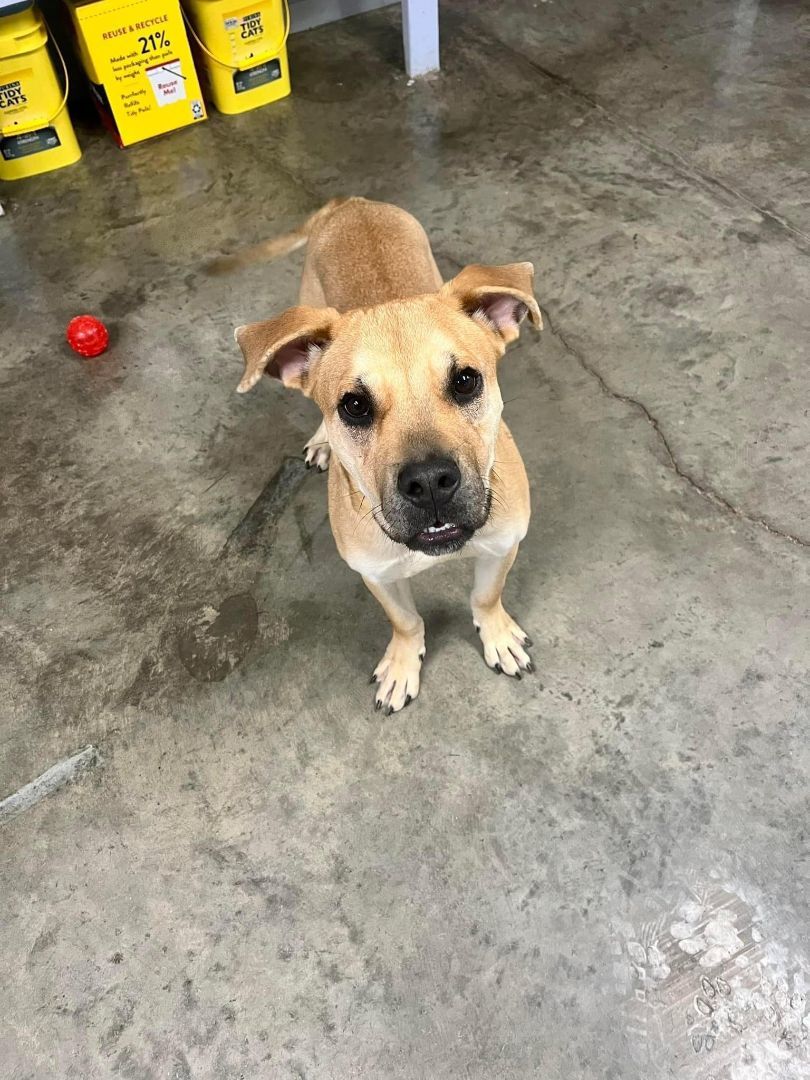 Wanda, a Adoptable Boxer in Indianapolis, IN image 4/6