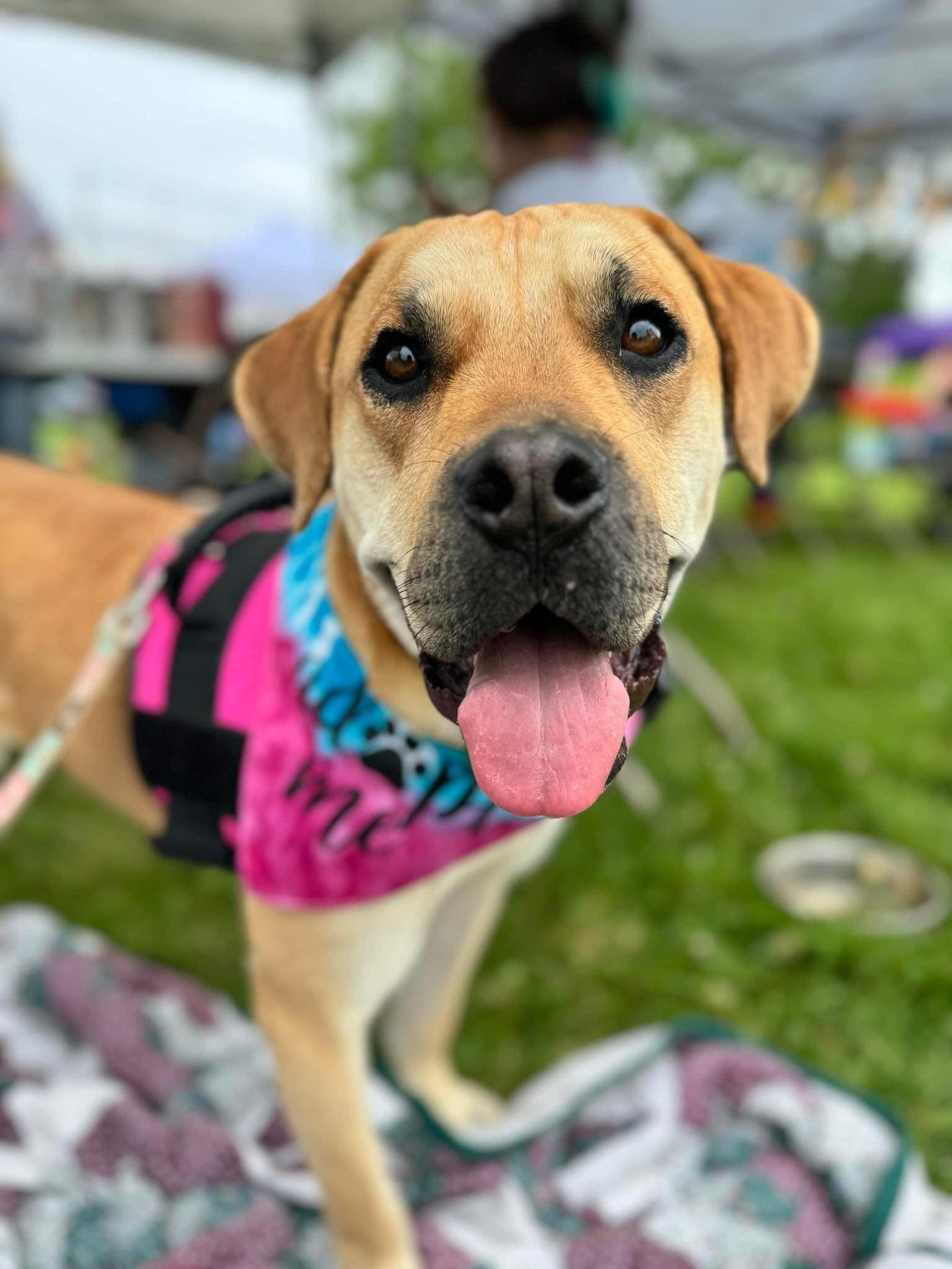 Wanda, Adoptable, Adult Female Boxer.