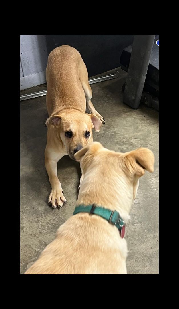 Wanda, a Adoptable Boxer in Indianapolis, IN image 5/6