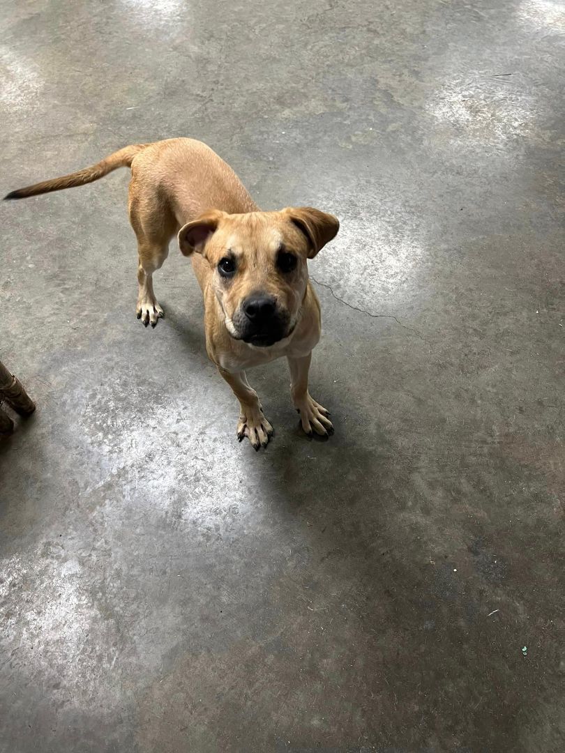 Wanda, a Adoptable Boxer in Indianapolis, IN image 6/6