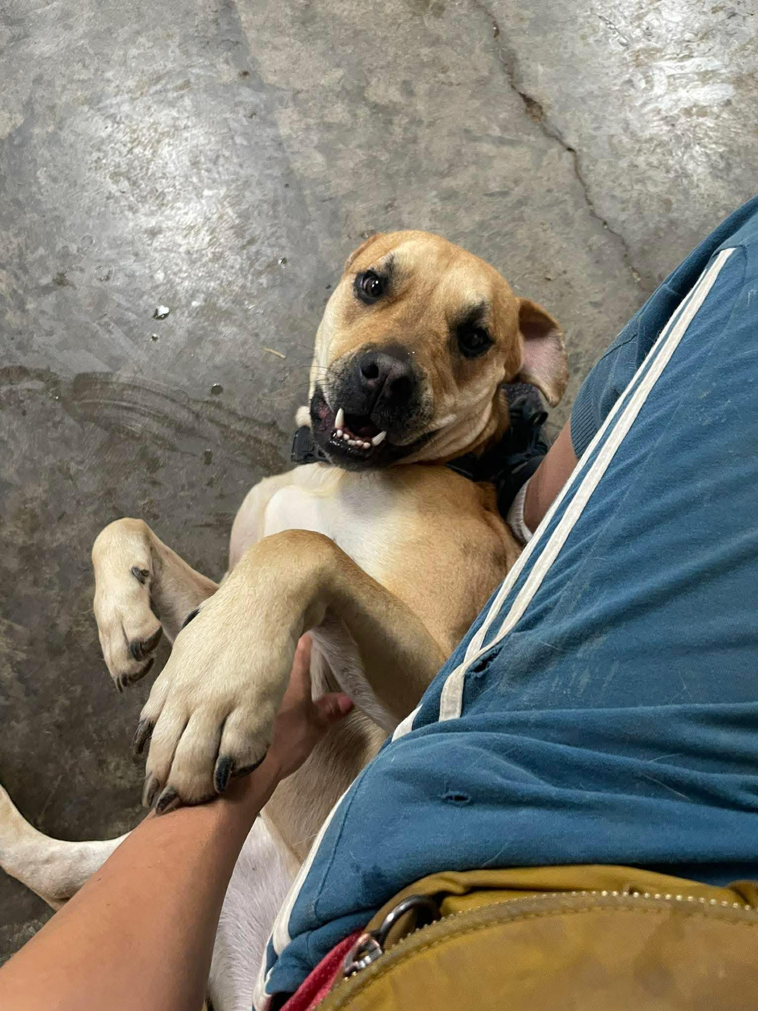 Wanda, an adoptable Boxer in Indianapolis, IN image 2/6