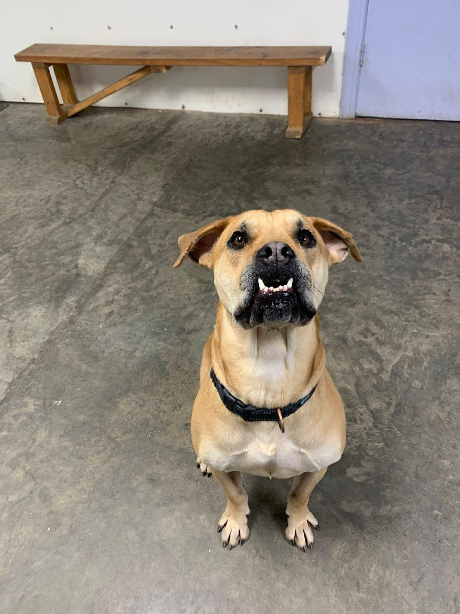 Wanda, an adoptable Boxer in Indianapolis, IN image 3/6